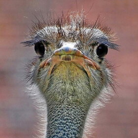 �������� ����������.